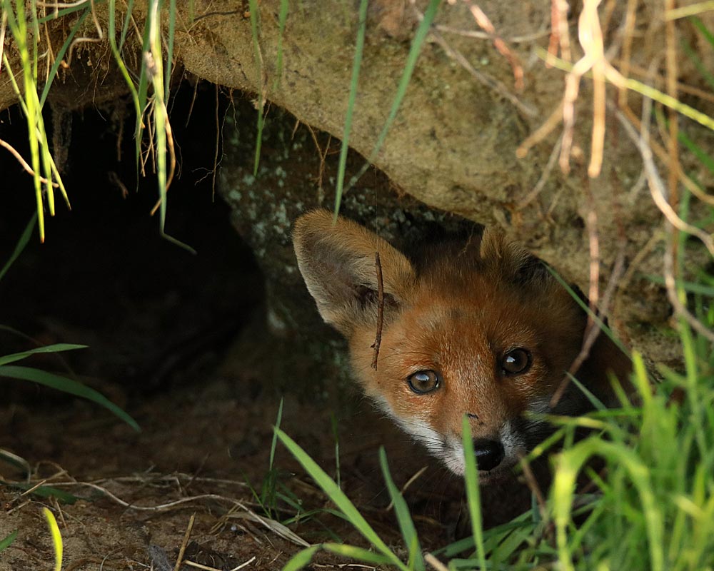 Jungfuchs im Fuchsbau an einer Hohlweg-Flanke