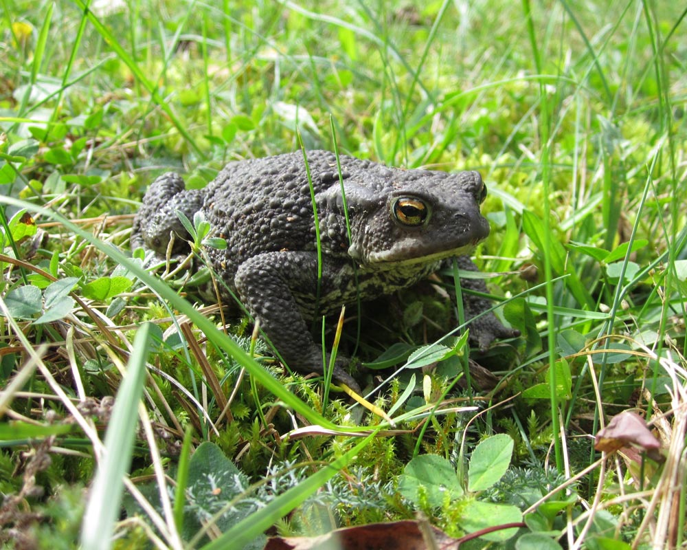 Erdkröte im Gras