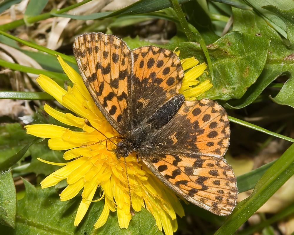 Magerrasen Perlmuttfalter (Bild: Wikipedia - Olaf Leillinger)