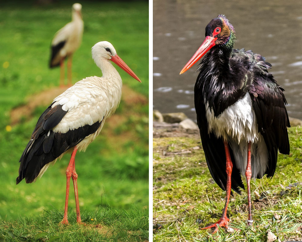 Weißstorch und Schwarzstorch