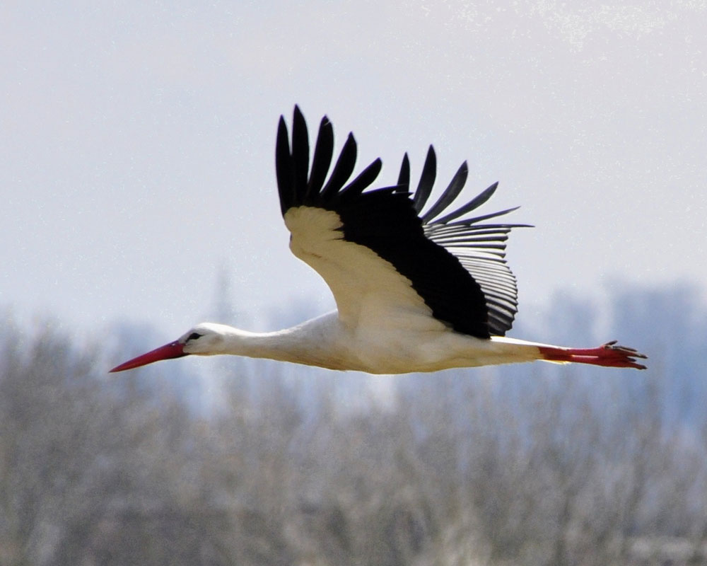 Storch im Flug